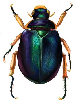 colorful_scarab_beetle_by_wretchedharmony_lina-d36z2wx